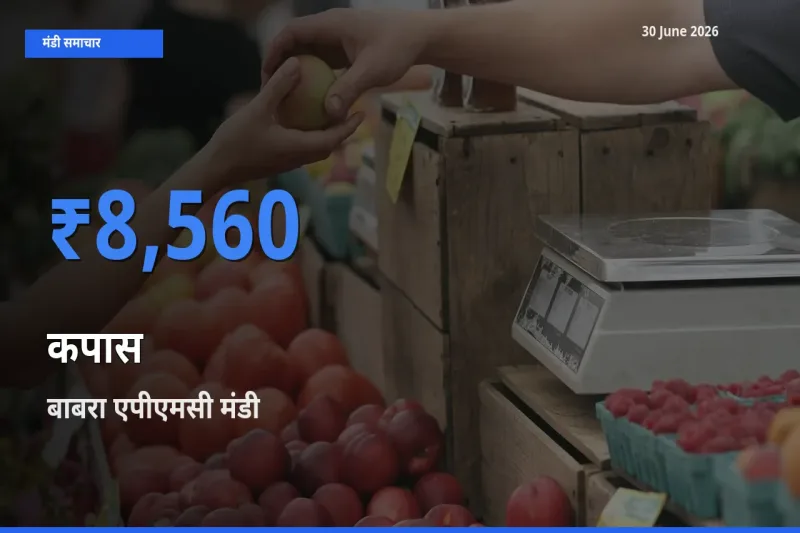 टॉप मंडी बना बाबरा एपीएमसी! कपास के सबसे ऊँचे दाम यहीं दर्ज