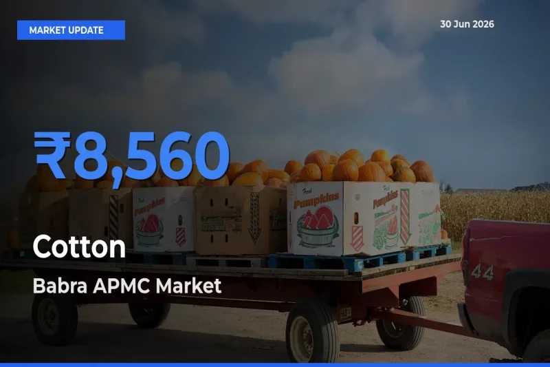 Babra APMC Leads as Top Mandi for Cotton Prices