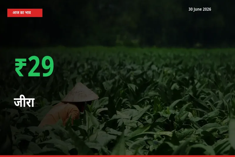 जीरा 29.2% उछला, मंडी