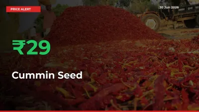 Cummin Seed Prices Rise 29.2% in a Day at Major Mandis