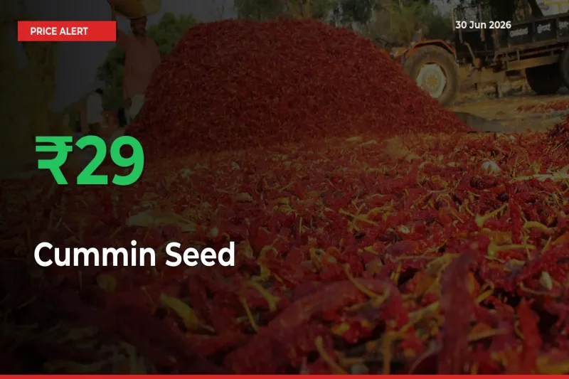 Cummin Seed Prices Rise 29.2% in a Day at Major Mandis