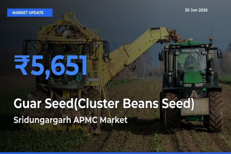 Sridungargarh APMC Records Highest ₹5,651 Rate for Guar Seed(Cluster Beans Seed)