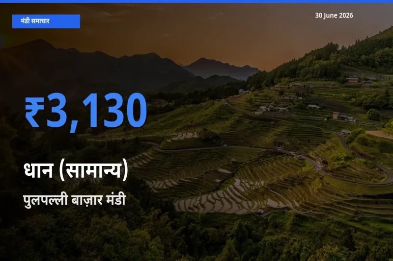 30 June अपडेट: धान (सामान्य) के सबसे ऊँचे दाम पुलपल्ली बाज़ार मंडी में