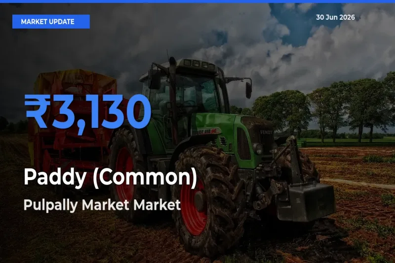 Pulpally Market Tops Paddy (Common) Mandi Rates Today