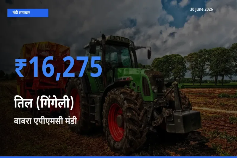 आज तिल (गिंगेली) के सबसे ज़्यादा दाम बाबरा एपीएमसी मंडी में दर्ज