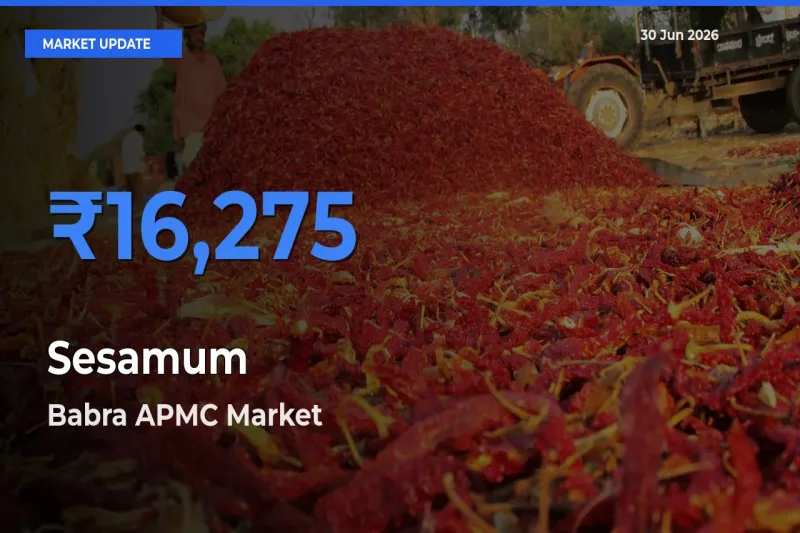 Babra APMC Leads as Top Mandi for Sesamum Prices