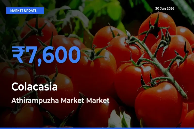 Top Performer! Athirampuzha Market Offers Best Colacasia Price Today