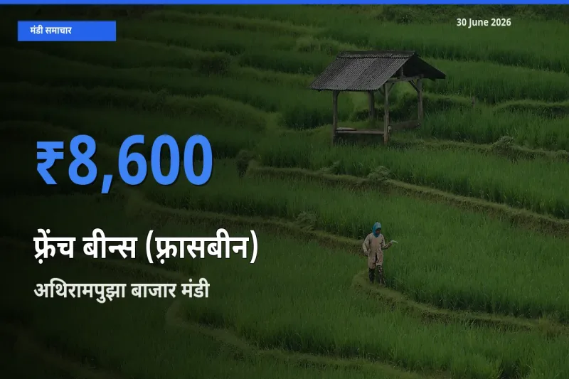 अथिरामपुझा बाजार मंडी में आज फ़्रेंच बीन्स (फ़्रासबीन) के सबसे ऊँचे दाम दर्ज
