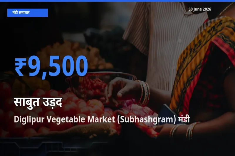 Diglipur Vegetable Market (Subhashgram) मंडी में साबुत उड़द ₹9,500 पर पहुँचा – आज का सर्वोच्च भाव