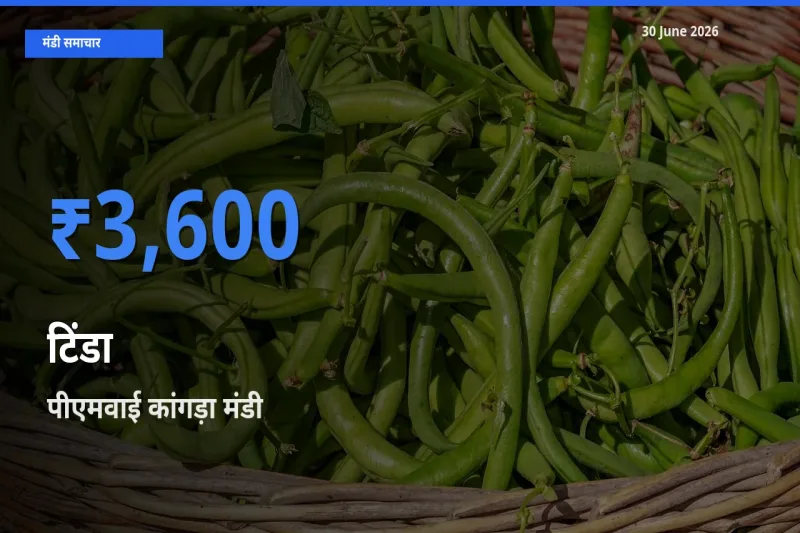 किसानों की पसंद बना पीएमवाई कांगड़ा, टिंडा के सबसे अच्छे दाम