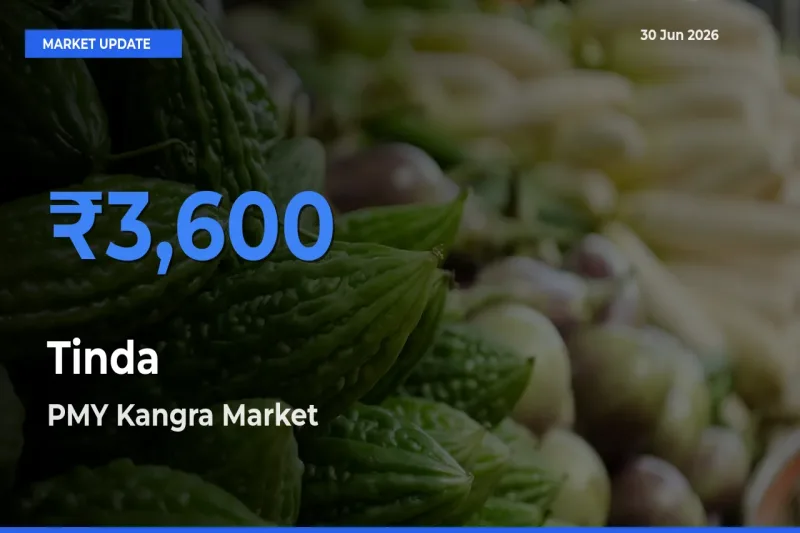 PMY Kangra Tops Tinda Mandi Rates Today