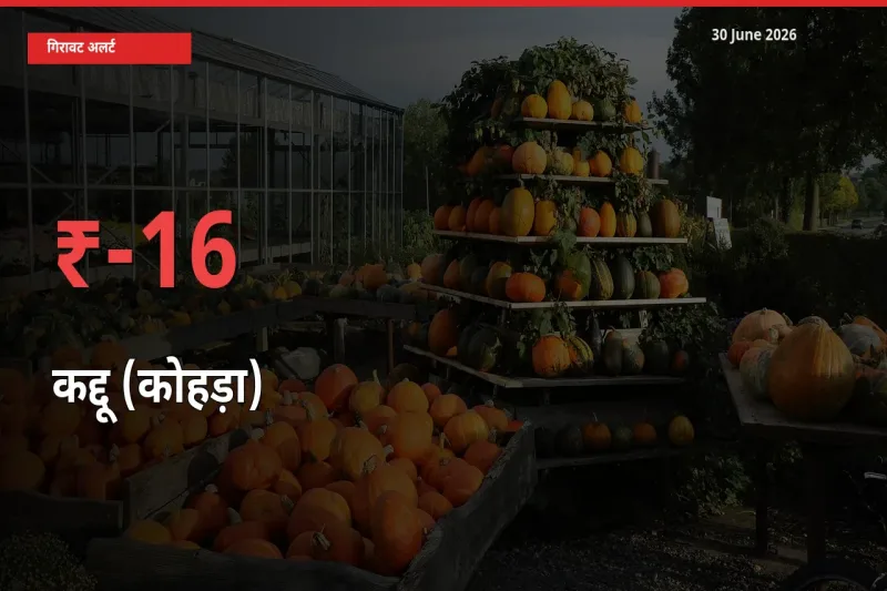 कद्दू (कोहड़ा) 16.23% गिरा, मंडी