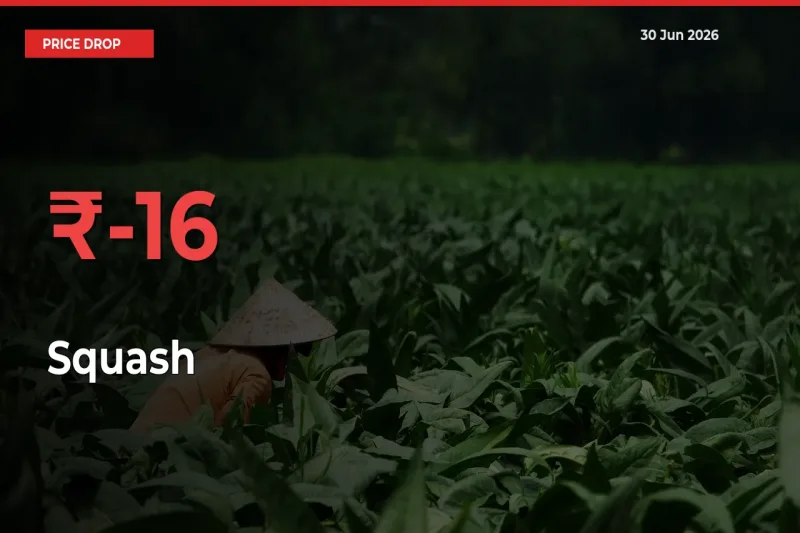 Squash Falls 16.23% at Mandis