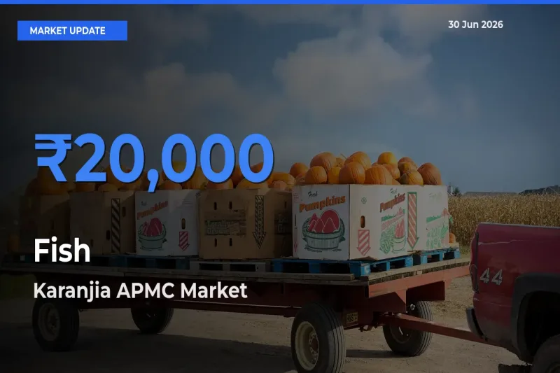 Karanjia APMC Tops Fish Mandi Rates Today