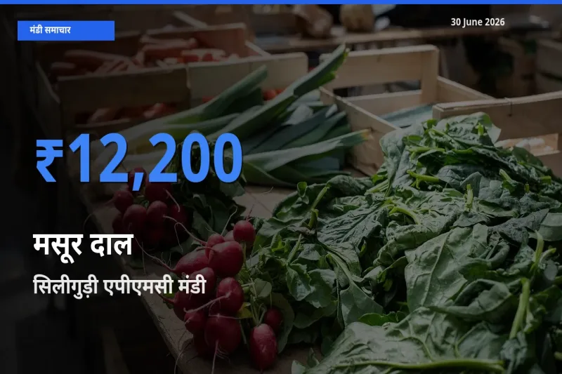 आज मसूर दाल के सबसे ज़्यादा दाम सिलीगुड़ी एपीएमसी मंडी में दर्ज