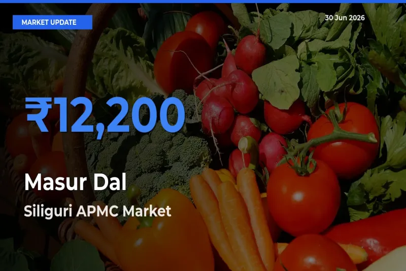Siliguri APMC Offers ₹12,200 – Highest Masur Dal Rate Today