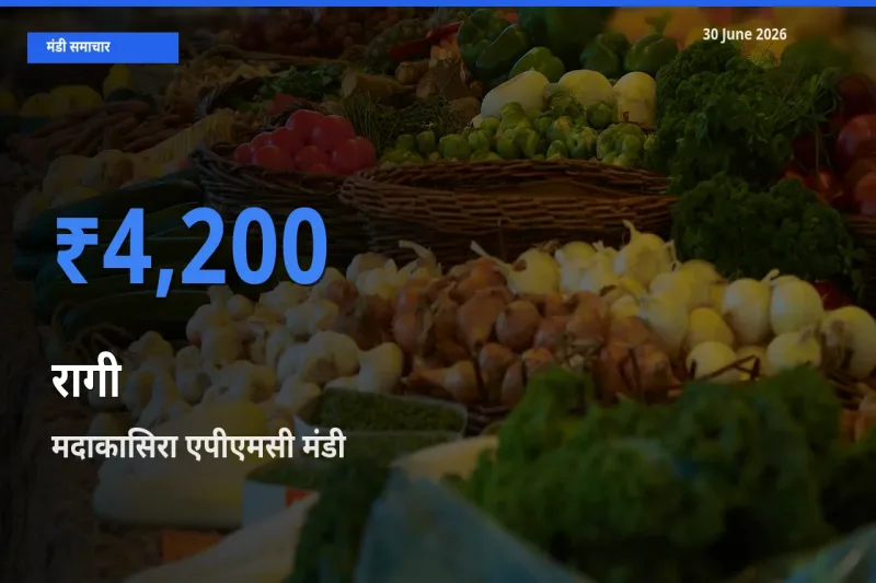 मदाकासिरा एपीएमसी मंडी में आज रागी के सबसे ऊँचे दाम दर्ज