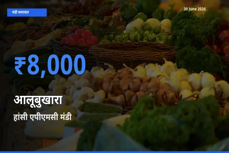 आज आलूबुखारा के सबसे ज़्यादा दाम हांसी एपीएमसी मंडी में दर्ज