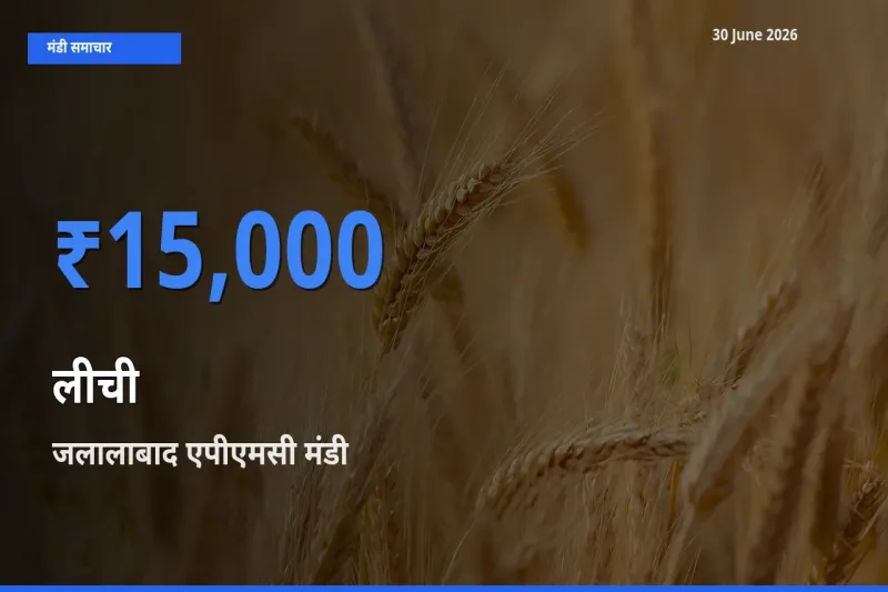 जलालाबाद एपीएमसी में लीची का आज सबसे ऊँचा भाव