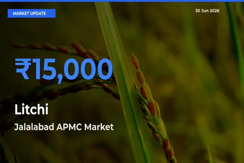 Jalalabad APMC Leads as Top Mandi for Litchi Prices