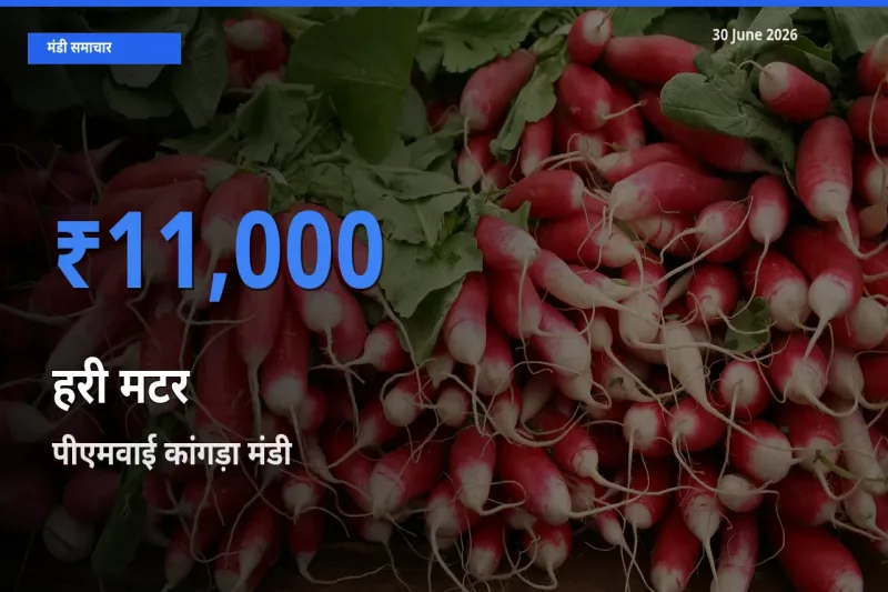 पीएमवाई कांगड़ा में हरी मटर का आज सबसे ऊँचा भाव
