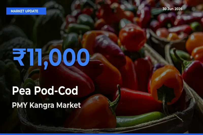 PMY Kangra Offers ₹11,000 – Highest Pea Pod-Cod Rate Today