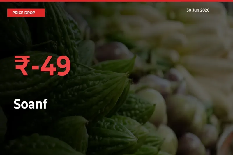 49.27% Drop in Soanf Prices – Mandi Sees Sudden Fall