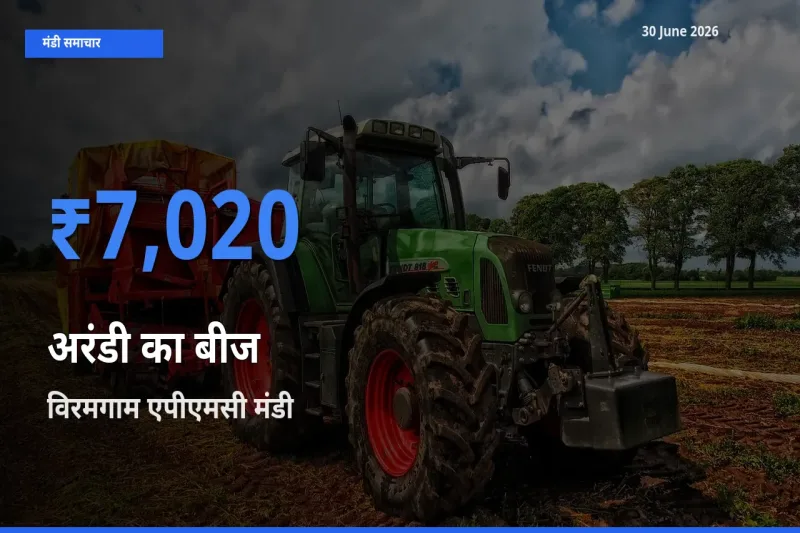 विरमगाम एपीएमसी मंडी में अरंडी का बीज ₹7,020 पर पहुँचा – आज का सर्वोच्च भाव