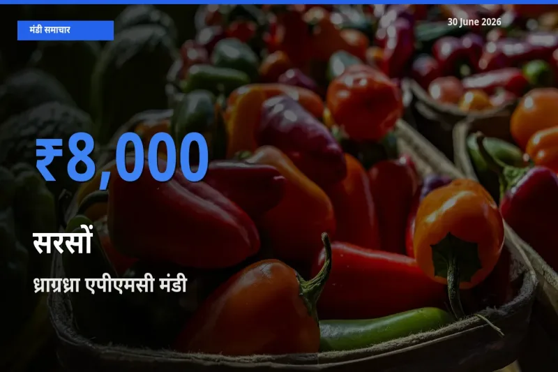 आज सरसों के सबसे ज़्यादा दाम ध्राग्रध्रा एपीएमसी मंडी में दर्ज