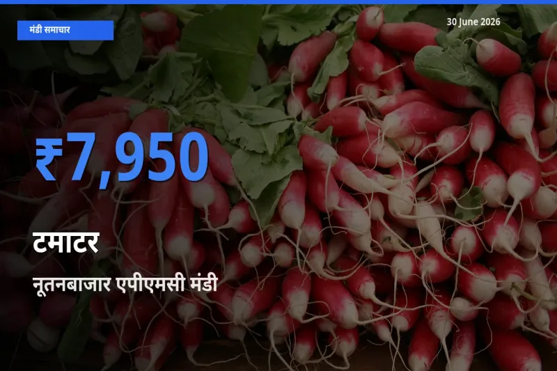 आज टमाटर के सबसे ऊँचे दाम ₹7,950 नूतनबाजार एपीएमसी मंडी में