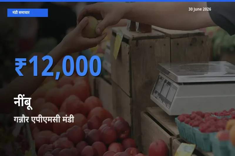 आज नींबू के सबसे ऊँचे दाम ₹12,000 गन्नौर एपीएमसी मंडी में