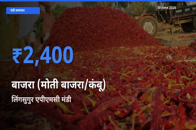 आज बाजरा (मोती बाजरा/कंबू) के सबसे ज़्यादा दाम लिंगसुगुर एपीएमसी मंडी में दर्ज