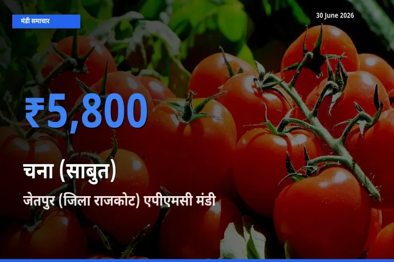 जेतपुर (जिला राजकोट) एपीएमसी में चना (साबुत) का आज सबसे ऊँचा भाव