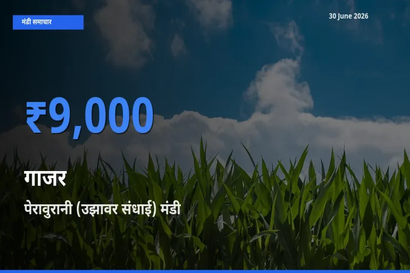 पेरावुरानी (उझावर संधाई) मंडी में आज गाजर के सबसे ऊँचे दाम दर्ज