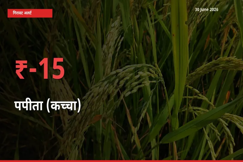स्थानीय मंडी में पपीता (कच्चा) के दाम अचानक 15.12% गिरे, किसानों की चिंता बढ़ी