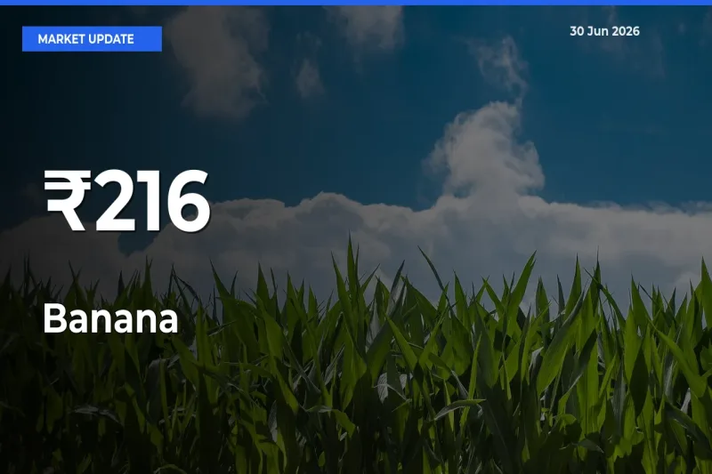 Banana Mandi Prices Move in Sync Across Major Markets Today