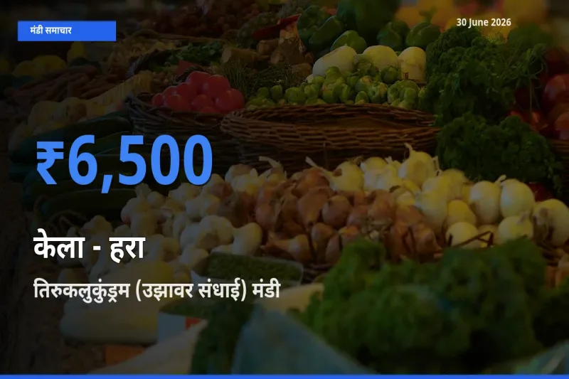 तिरुकलुकुंड्रम (उझावर संधाई) मंडी में आज केला - हरा के सबसे ऊँचे दाम दर्ज