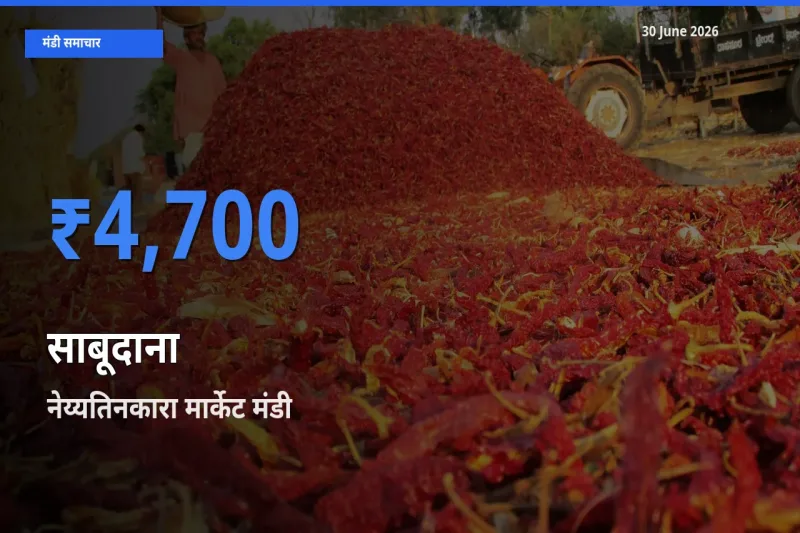 आज का मंडी भाव: साबूदाना के सबसे ज़्यादा दाम नेय्यतिनकारा मार्केट में