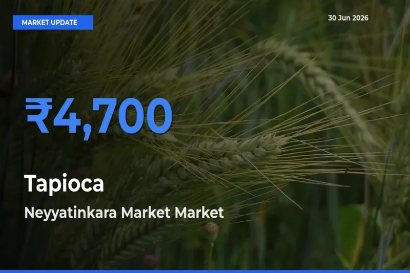 Neyyatinkara Market Offers ₹4,700 – Highest Tapioca Rate Today