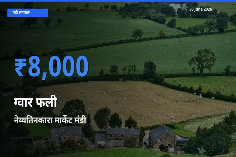 नेय्यतिनकारा मार्केट मंडी में आज ग्वार फली के सबसे ऊँचे दाम दर्ज