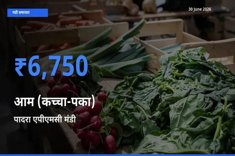 आज का मंडी भाव: आम (कच्चा-पका) के सबसे ज़्यादा दाम पादरा एपीएमसी में