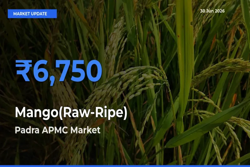 Padra APMC Records Highest ₹6,750 Rate for Mango(Raw-Ripe)