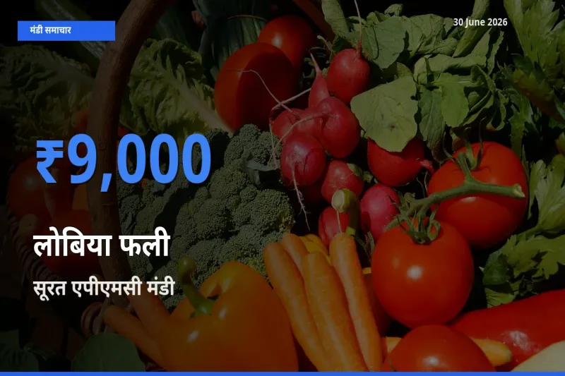 किसानों की पसंद बना सूरत एपीएमसी, लोबिया फली के सबसे अच्छे दाम