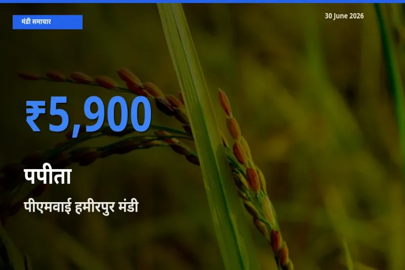 बाज़ार संकेत: पीएमवाई हमीरपुर बना पपीता के लिए आज की टॉप मंडी