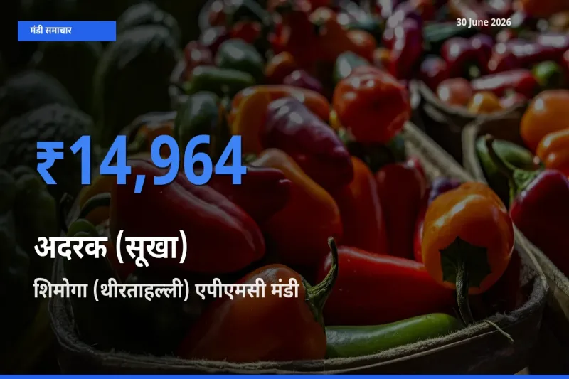 आज अदरक (सूखा) के सबसे ज़्यादा दाम शिमोगा (थीरताहल्ली) एपीएमसी मंडी में दर्ज