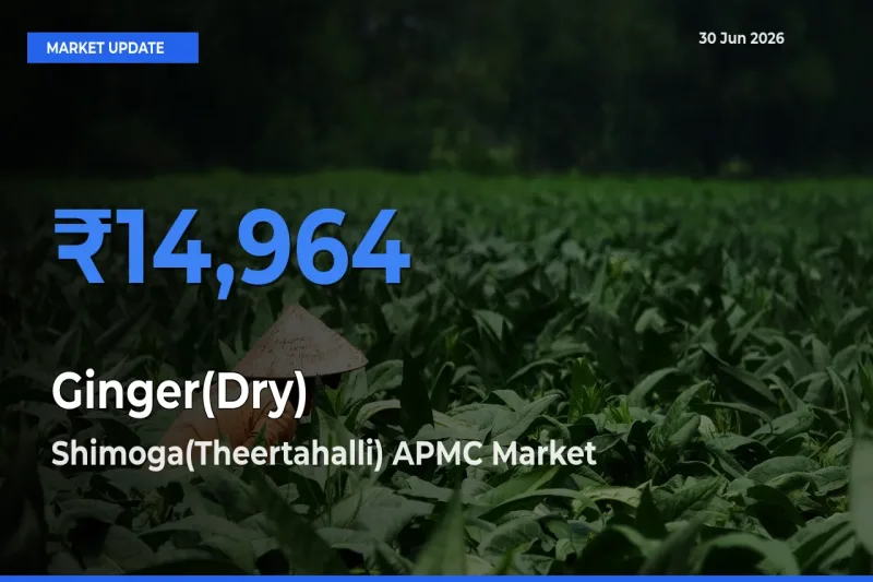 Farmers Prefer Shimoga(Theertahalli) APMC as Ginger(Dry) Hits Highest Rate