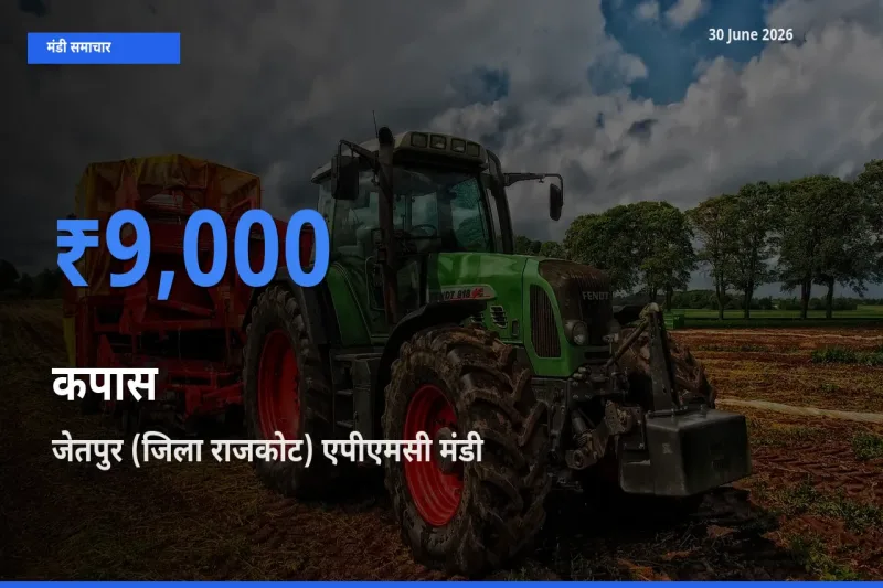 जेतपुर (जिला राजकोट) एपीएमसी मंडी में आज कपास के सबसे ऊँचे दाम दर्ज