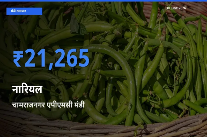 30 June अपडेट: नारियल के सबसे ऊँचे दाम चामराजनगर एपीएमसी मंडी में