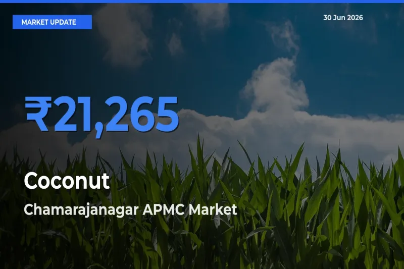 Coconut Mandi Rate Today: Chamarajanagar APMC Tops the List