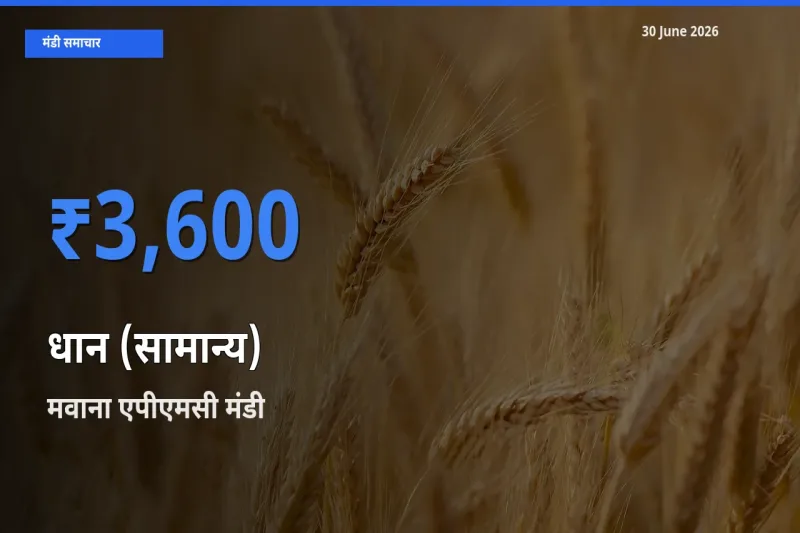 मवाना एपीएमसी मंडी में आज धान (सामान्य) के सबसे ऊँचे दाम दर्ज